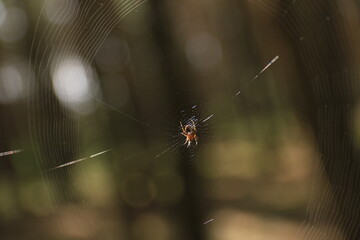 spider on the web