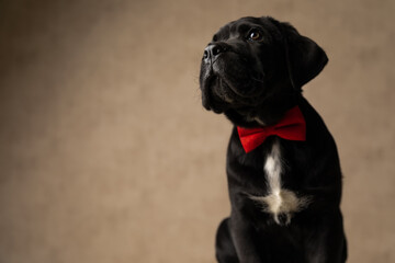 beautiful cane corso dog looking away, wearing a red bowtie