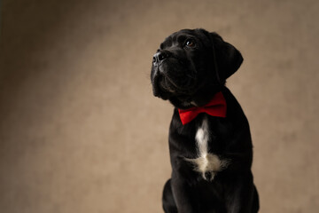 black cane corso dog being dramatic, wearing a red bowtie