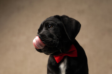 adorable cane corso dog licking his nose