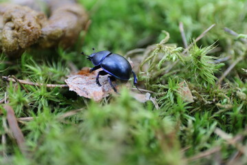 beetle on the grass step by step