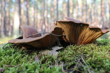 architecture mushroom in the grass