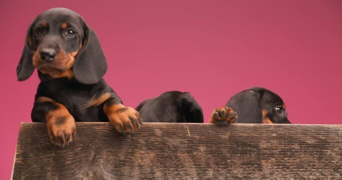 three adorable teckel dogs resting in their wooden bed, looking behind and to side on pink background