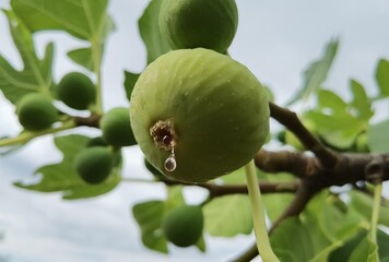 fig ripe with honey on the tree in autumn