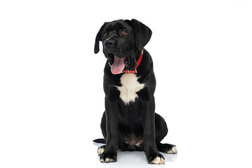 adorable cane corso dog with red collar looking up and panting