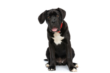 adorable cane corso pup wearing red collar, panting and sitting