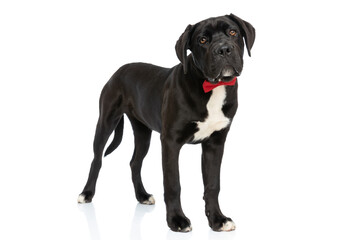 beautiful cane corso dog wearing red bowtie and being elegant