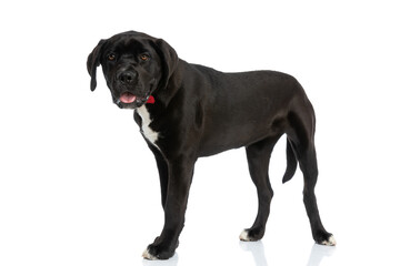 side view of cute cane corso puppy with bowtie sticking out tongue