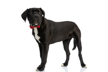 side view of elegant cane corso dog wearing red bowtie and looking away