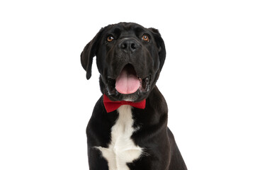 adorable cane corso pup wearing bowtie, panting and looking up