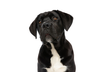 cute cane corso dog sitting and looking up