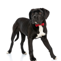 adorable cane corso doggy with bowtie looking to side and walking