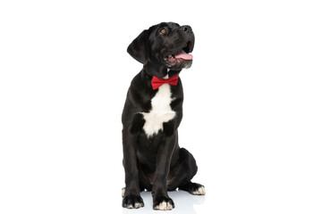 curious cane corso dog wearing red bowtie, panting and looking up
