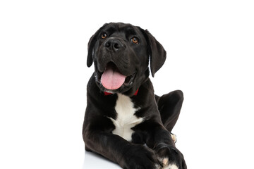 happy cane corso dog sticking out tongue and panting