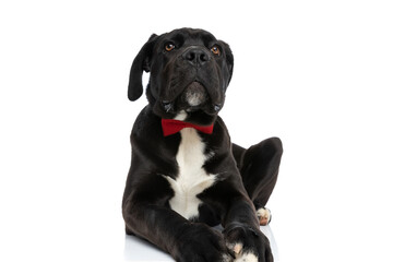 adorable cane corso dog wearing red bowtie and looking up
