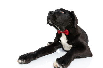 gentleman cane corso dog with red bowtie curiously looking up
