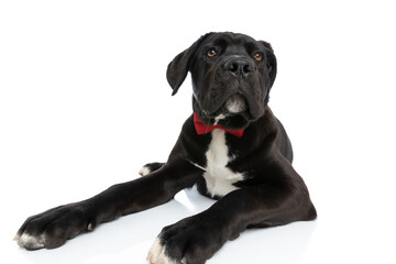 elegant cane corso dog wearing bowtie and looking up