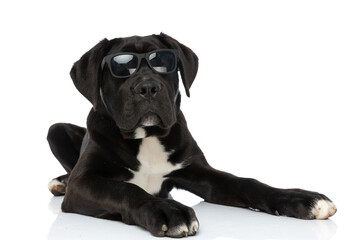black cane corso dog wearing sunglasses and being cool