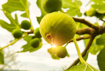 fig ripe with honey on the tree in autumn
