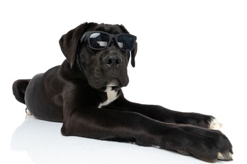 cool cane corso dog wearing sunglasses and laying down