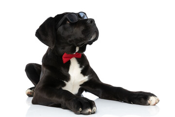 cute cane corso dog with bowtie and sunglasses looking up and side