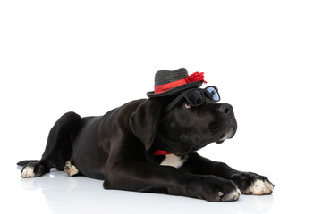 cute cane corso puppy with hat and sunglasses looking up