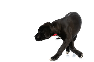 black cane corso puppy with bowtie looking to side and walking