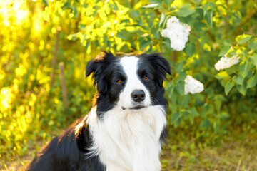 Outdoor portrait of cute smiling puppy border collie sitting on park background. Little dog with funny face in sunny summer day outdoors. Pet care and funny animals life concept.