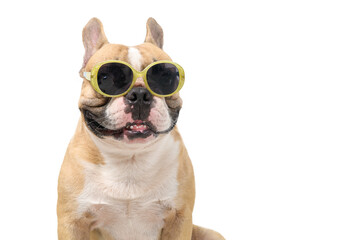 Cute french bulldog wear fashion sunglasses isolated on white background,