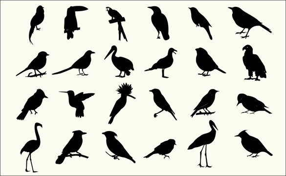 vector black silhouette birds collection set 