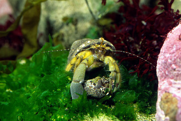 ヤドカリ　ペア　オスメス　ホンヤドカリ