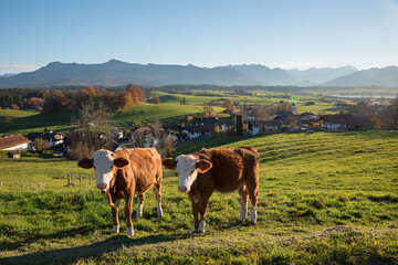 Fototapeta na wymiar Zwei Kühe auf der Aidlinger Höhe, Herbstlandschaft mit Alpenblick Oberbayern
