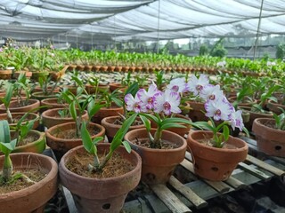 orchid flower, beautiful ornamental plant with dew drops close-up in the morning