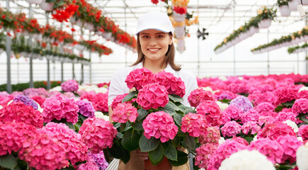 Close up portrait of smiling attractive woman holding pot with pink flowers on beautiful hydrangeas background. Concept of care for plants in large modern greenhouse. 
