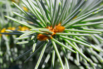 Close-up of a coniferous tree branch.