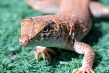 Saudi fringe-fingered lizard (Acanthodactylus gongrorhynchatus) in the desert sand macro photography.