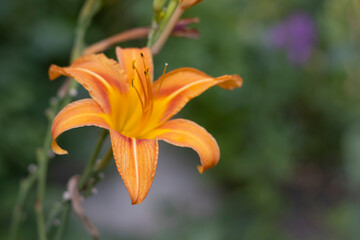 image of beautiful lily flowers close-up