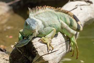 A Green Iguana (Iguana iguana) sits on log in the sunshine.