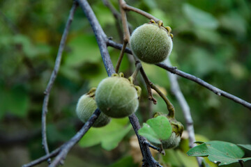 wild nuts of Iringa