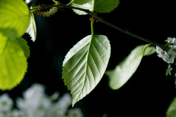 CLOSE UP GREEN LEAVES ON BRANCH 