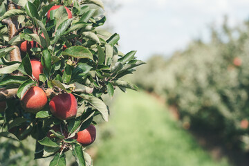 close-up of ripe red apples on tree at apple orchard