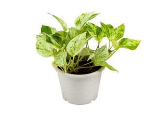 aureum Bunting cv. Marble Queen on a white background.