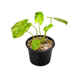 Philodendron Burle Marx Variegated, beautiful decoration