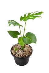 monstera thaiconstellation, beautiful auspicious ornamental plants