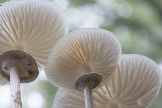 Oudemansiella mucida;Porcelain fungus on a tree at autumn;macro shot