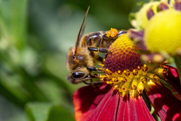 A honey bee collecting pollen at a flower. A bee working on a garden flower.