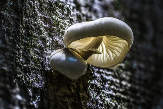 Oudemansiella mucida;Porcelain fungus on a tree at autumn;macro shot