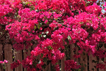  Magenta bougainvillea flowers growing over a wooden fence.