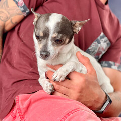 The small amusing shaggy doggie sits on hands at the owner