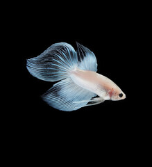 A betta fish is a small, freshwater fish that is brightly colored
has long fins and sometimes called a Siamese fighting fish.
This is one of kind betta fish called Snow White Veil Tail Betta Fish.